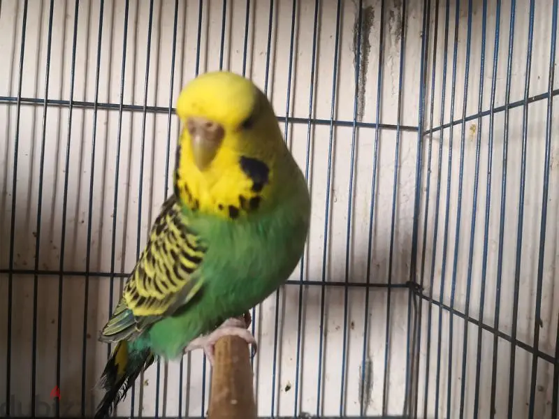 Birds64991674256003129