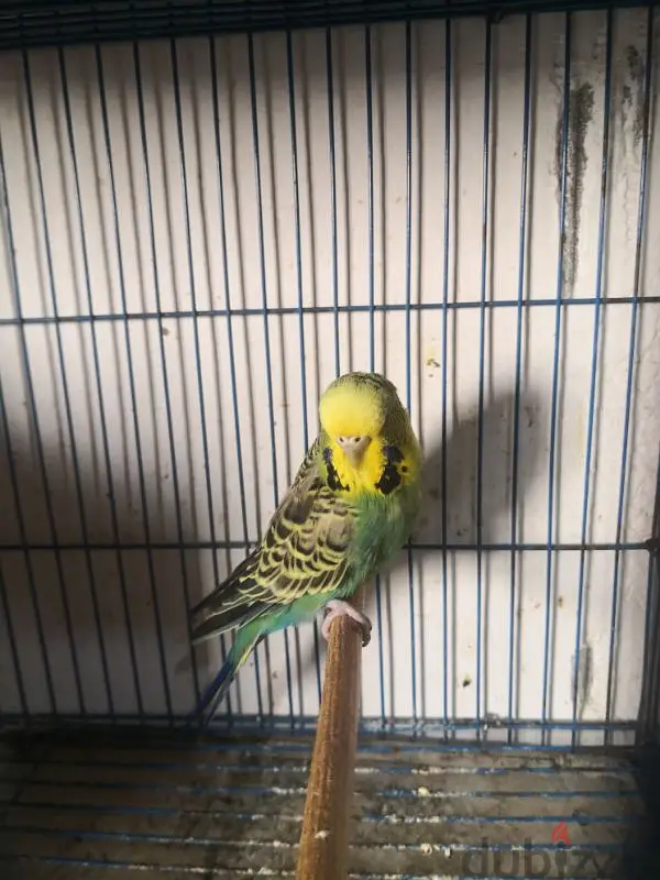 Birds649916742560031210