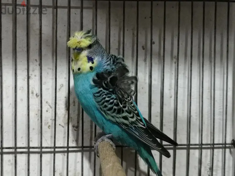 Birds649916742560031211