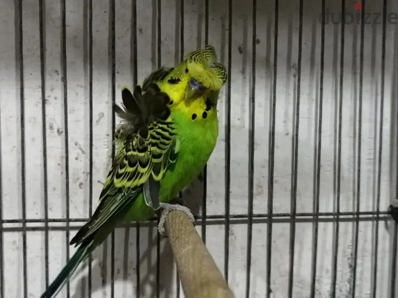 Birds649916742560031212