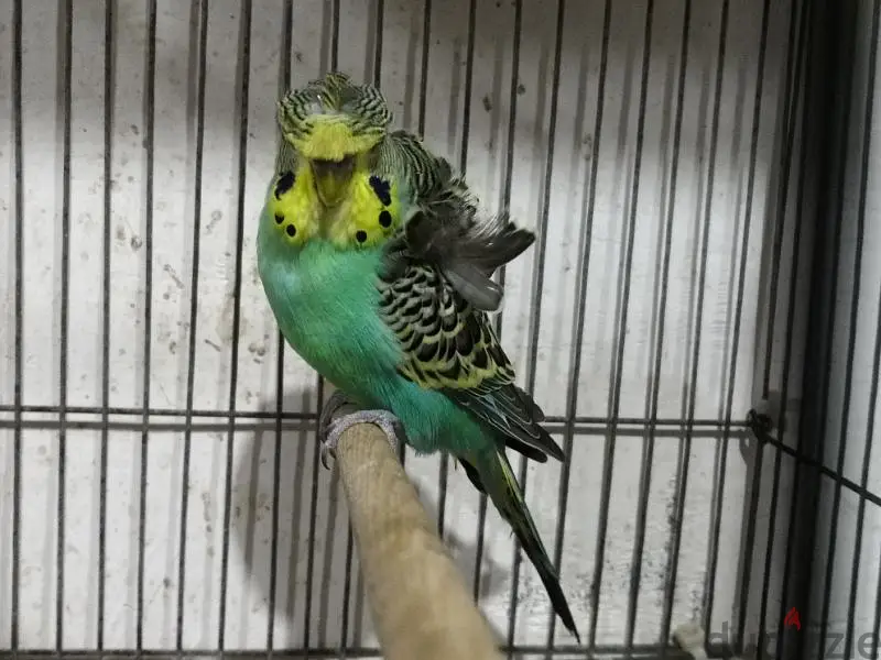Birds649916742560031213