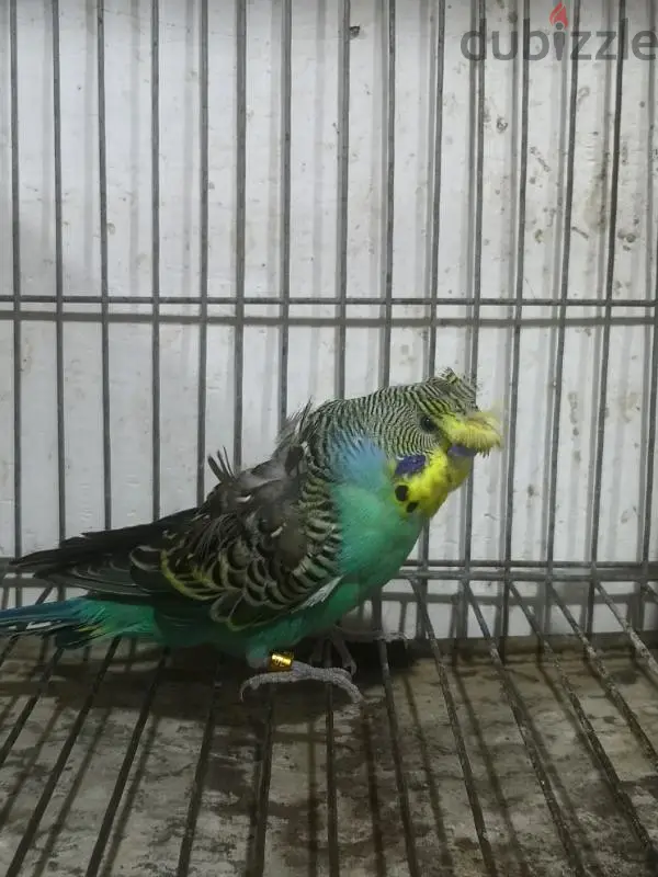 Birds649916742560031214