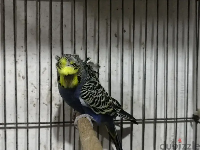 Birds649916742560031215
