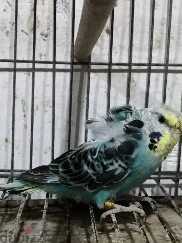 Birds649916742560031216