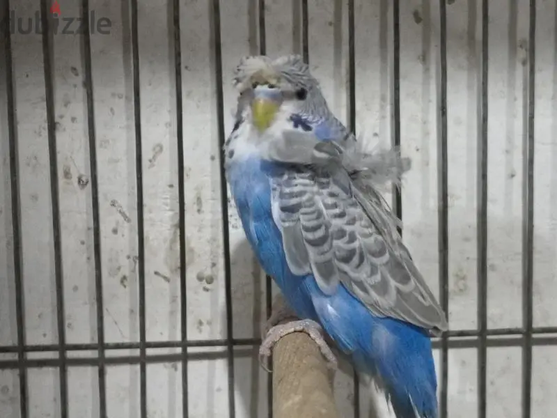 Birds649916742560031217