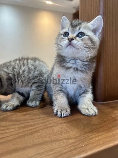 Scottish fold  gold cat for sale female and male 50 day