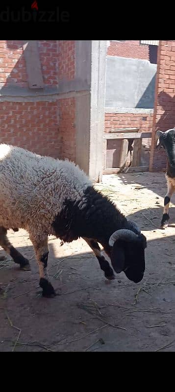 يوجد خروف برقي لحم تربيه بيتي للعقيقه أو ندر كما يوجد دبح وتقطيع