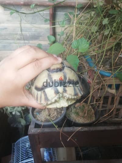 سلحفه مصري للبيع ب 700