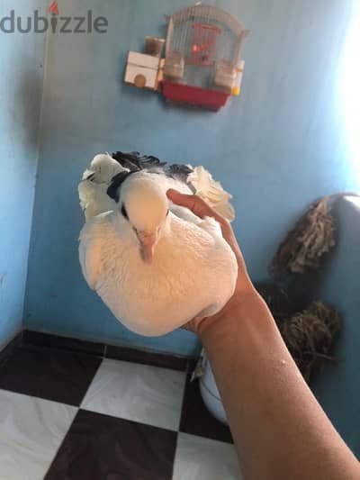 هزاز ديولي  دكر شغال للبيع 250ج