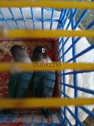 جوز فيشر بلو   بلاك ماسك