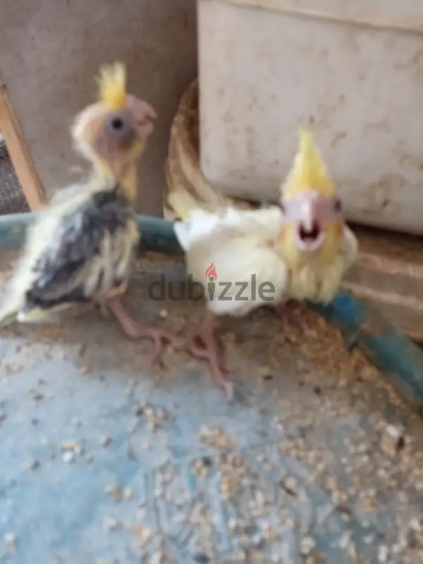 البحر الاحمر