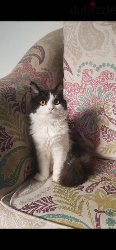 Persian cat for sale