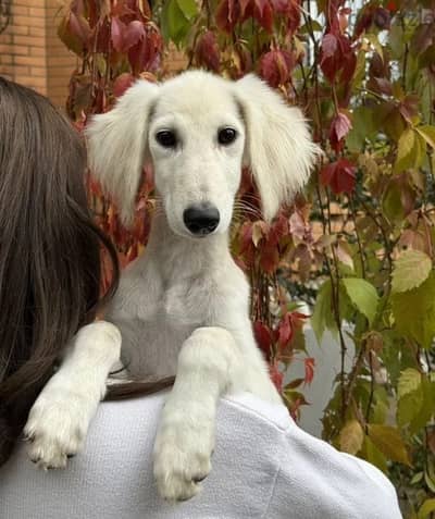 Saluki Puppy boy from Russia