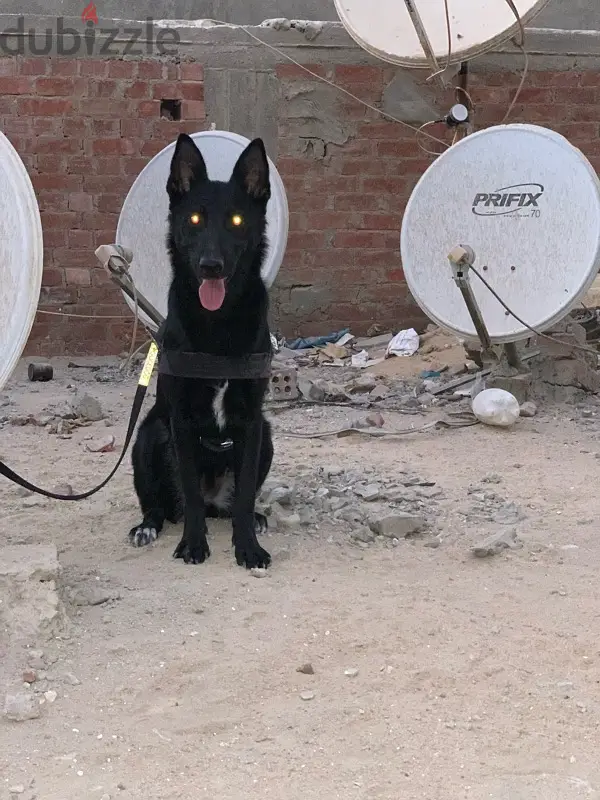 german shepherd black64994519930499121