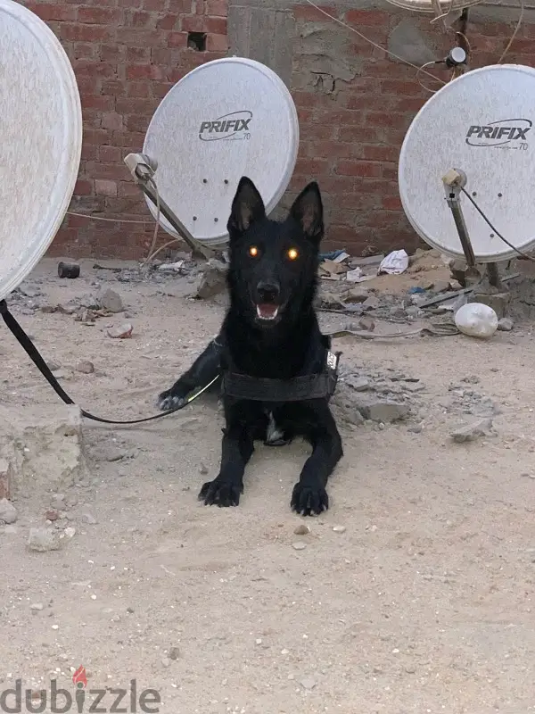 german shepherd black64994519930499122