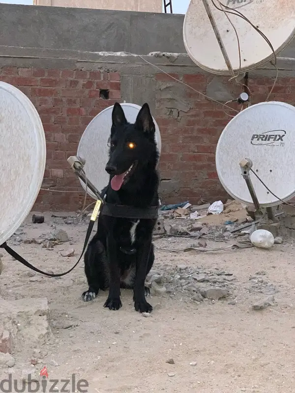 german shepherd black64994519930499123