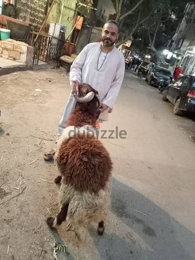 خروف 60  كيلو برقي 1٢٠٠٠ والدبح والتغليف مجنا متاح اي كمية واي اوزان