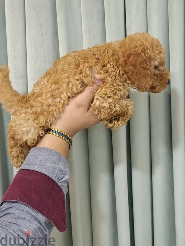 دمنهور 2