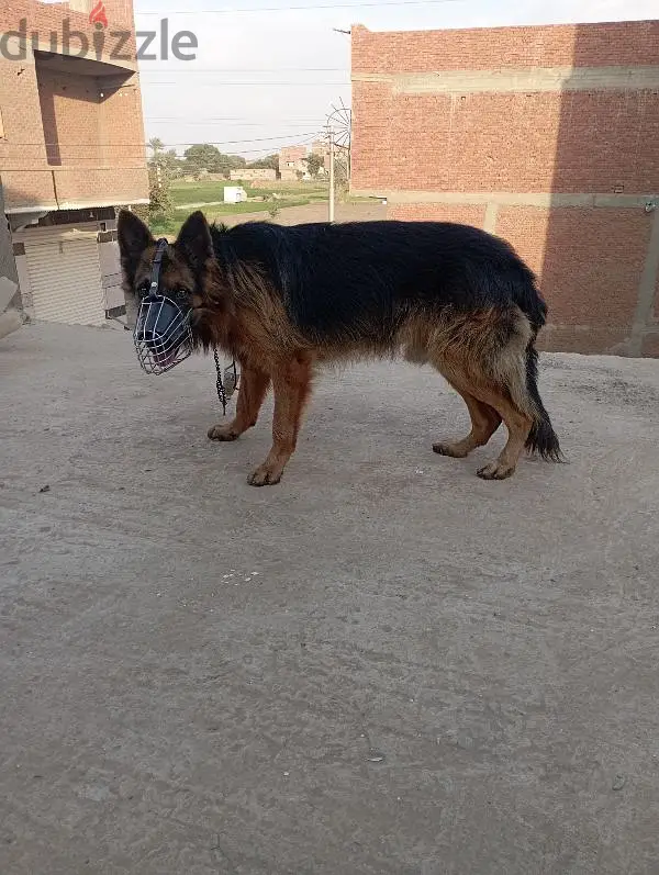 Perro macho alemán
