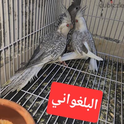 جوز بال فالو ايزابل