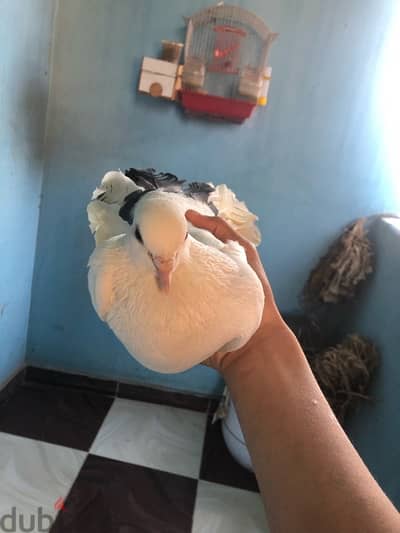 ذكر هزاز ديولي شغال