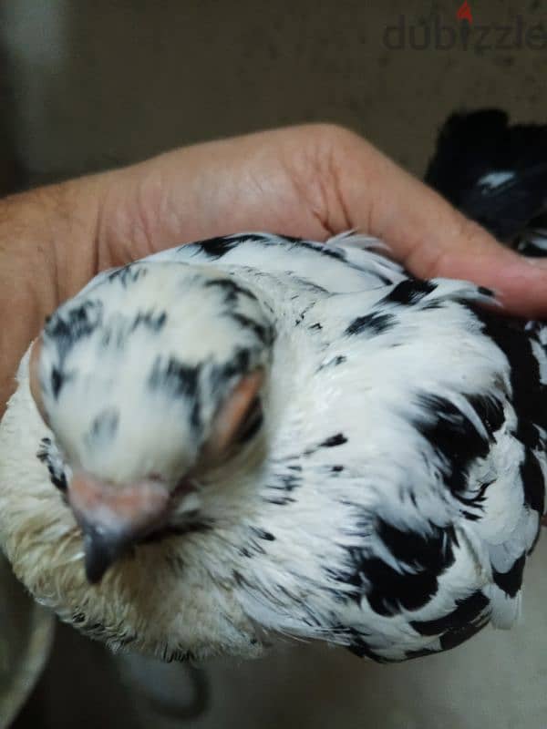حمام جعفرى 8