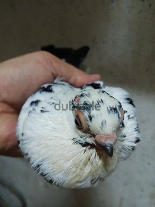 حمام جعفرى 9