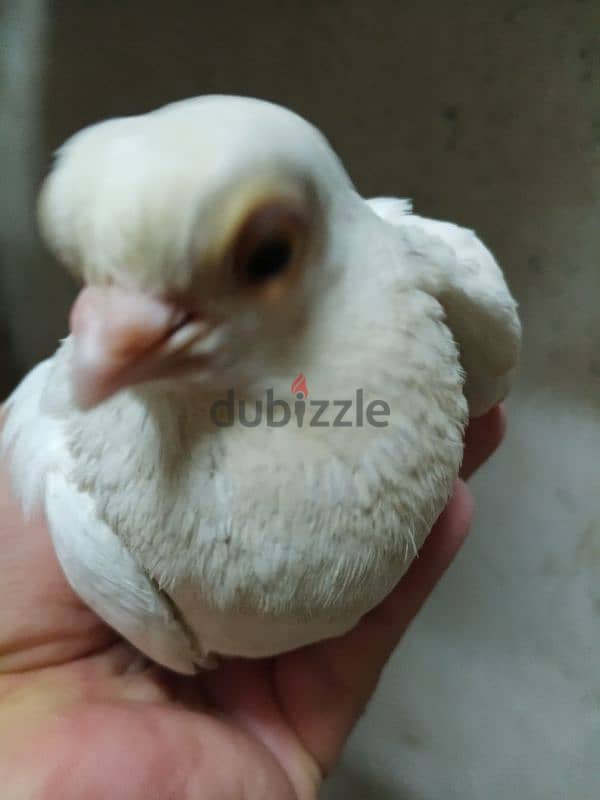 حمام جعفرى 12