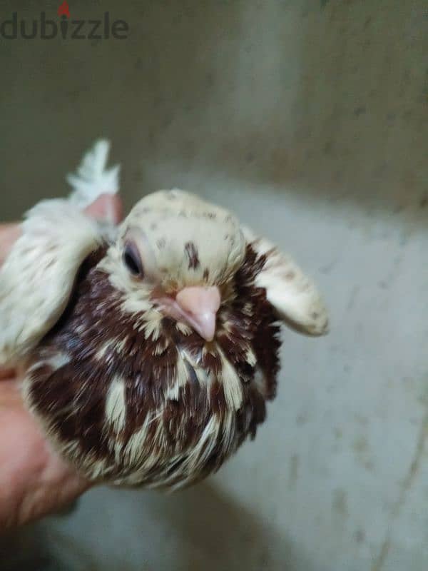 حمام جعفرى 2
