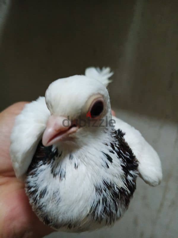 حمام جعفرى 3