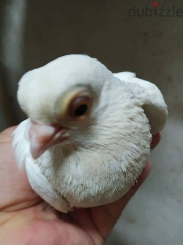 حمام جعفرى 4