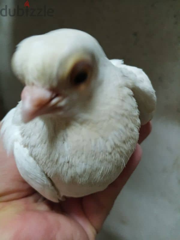 حمام جعفرى 5