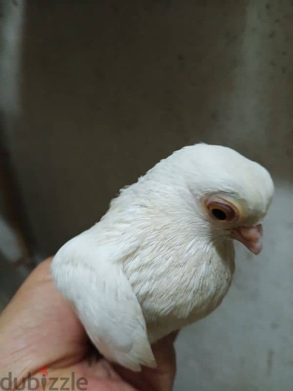 حمام جعفري 6