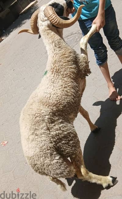خروف عقيقة 62 كيلو 11000 يوجد دبح بالبيت او في اللوكيشن
