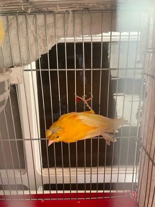 جوز كناري مغردين65053277656706124