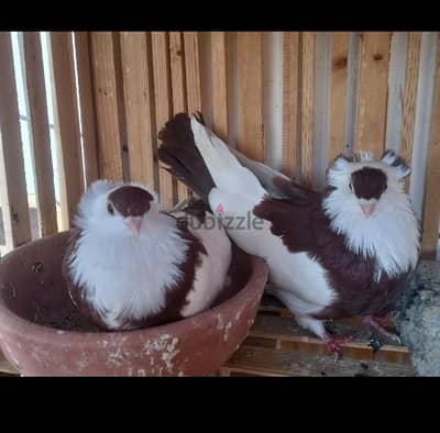 مطلوب حمام نتايه فرنساوي