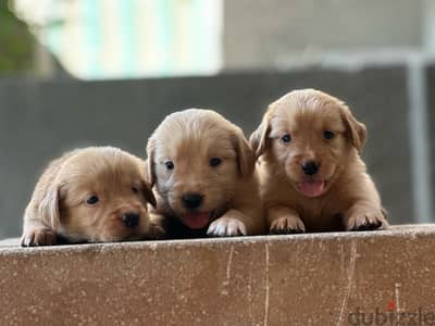 جراوي جولدن golden puppies