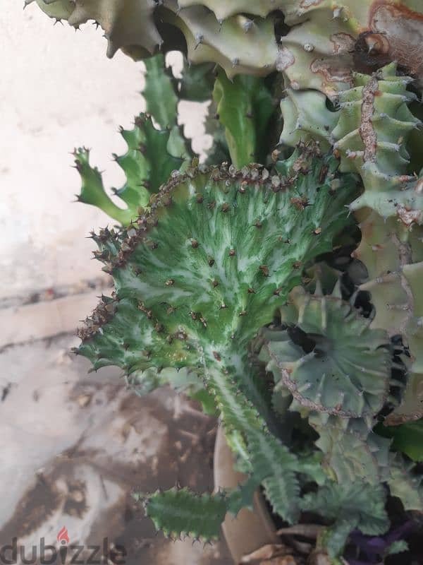 صبار كرشه عمرها اكثر من ٢٥ سنة - اخرى - 206259553