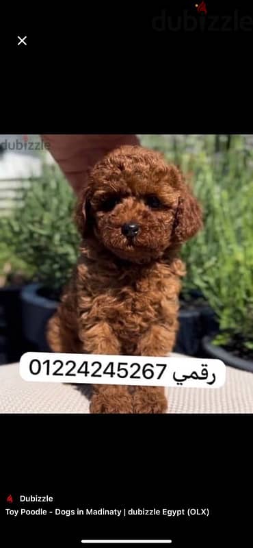 poodle. puupy