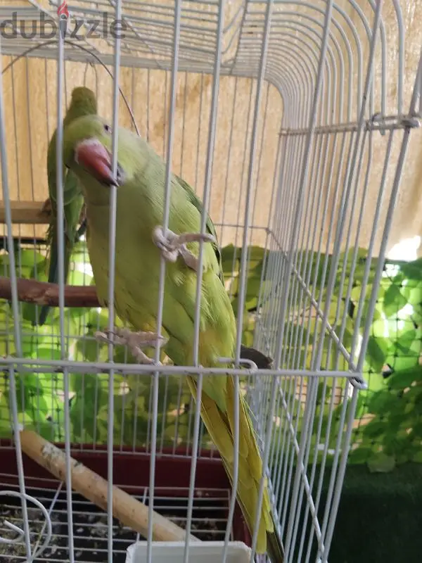 جوز بغبغنات دره هندى سنه ونصف