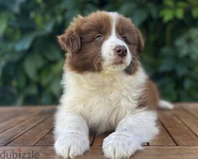 Border Collie puppies from Russia