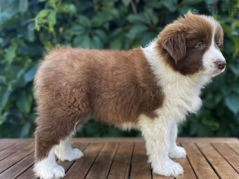 Border Collie puppies from Russia 1