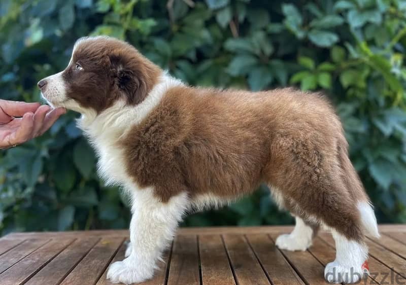 Border Collie puppies from Russia 2