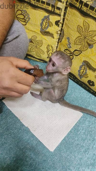 اصغر بيبى نسناسه عبلنجى فمصر