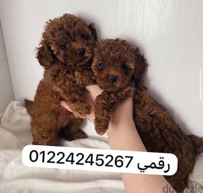 poodle puppy