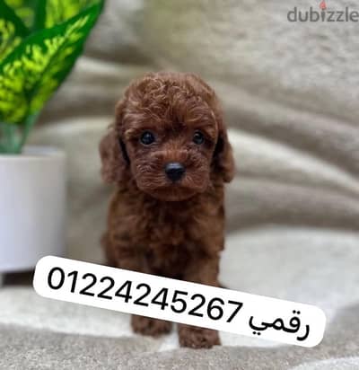 poodle tea cup