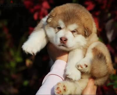 Alaskan Malamute puppies from Russia
