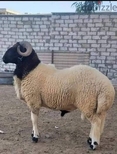يوجد خرفان برقي لحم للعقيه أو ندر تربيه بيتي كما يوجد دبح وتقطيع
