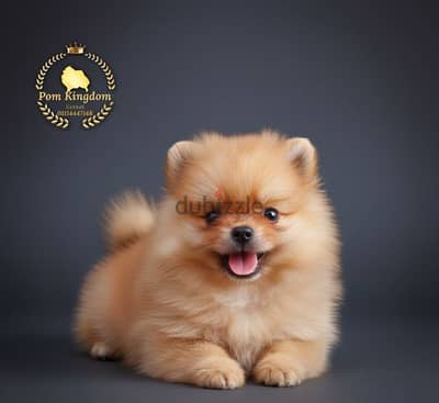 Fluffy Pomeranian teacup - بومرينيان