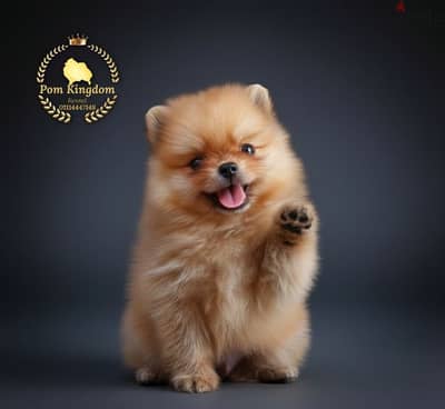 Fluffy Pomeranian teacup - بومرينيان